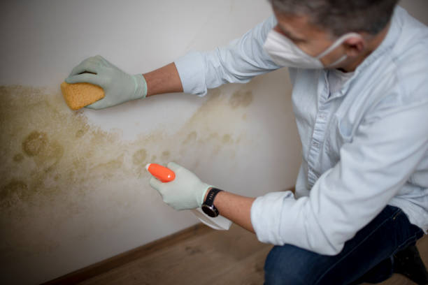 Trusted Sawgrass, FL Mold Remediation Experts