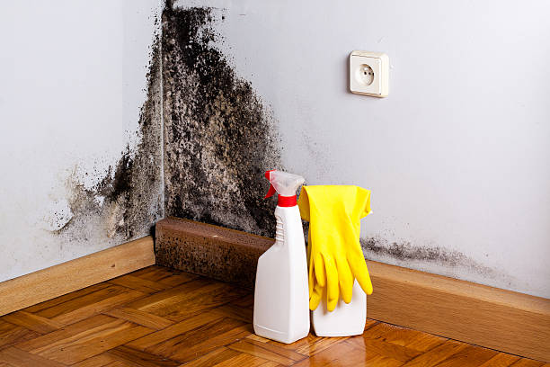 Best Industrial Mold Remediation in Sawgrass, FL